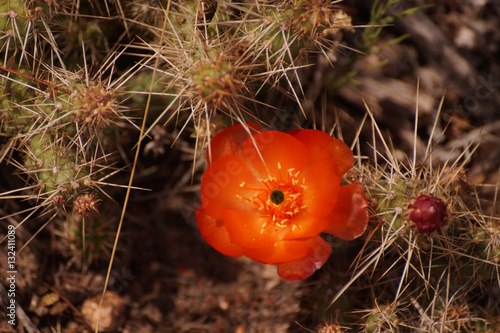 Flor y fruto de cactus originario de Cordillera de los Andes, mendoza, Argentina photo