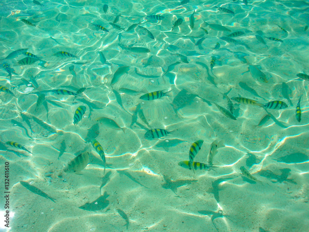 Sergeant Major Damselfishes in green and clear waters of Andaman sea, Thailand, Asia Sergeant Major Damselfishes in green and clear waters of Andaman sea, Thailand, Asia