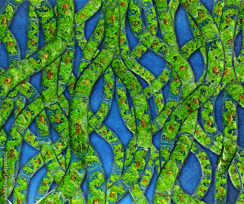 The filamentous green algae on a blue background. 3d illustration. photo