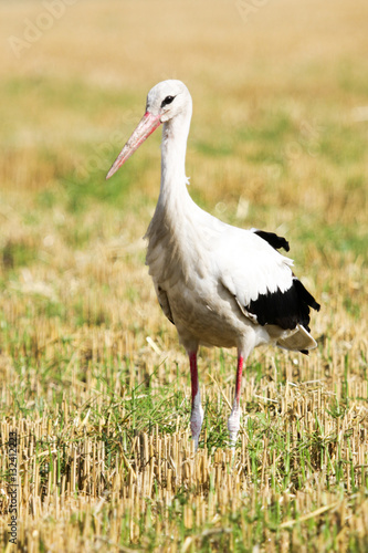  white stork (Ciconia ciconia)
