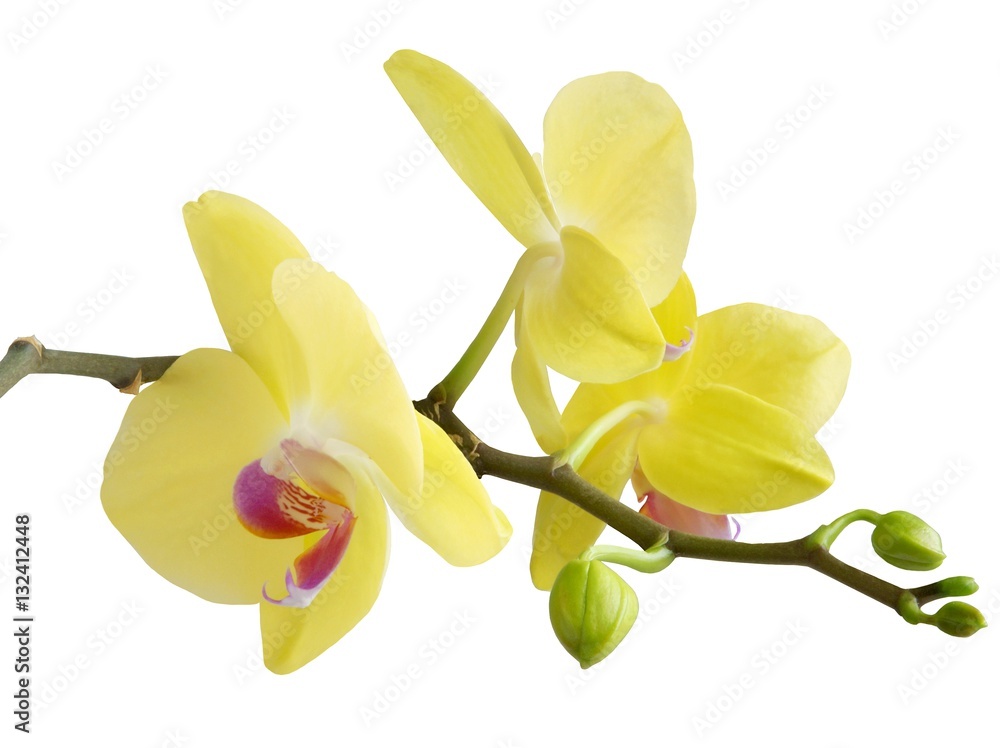 yellow flower of orchid close up yellow flower of orchid close up