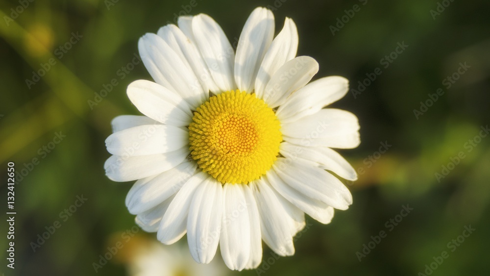 Fototapeta premium flowers