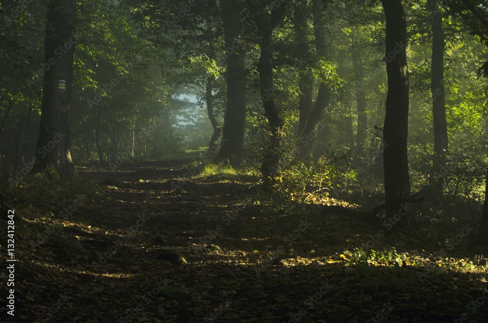 Naklejka premium morning forest