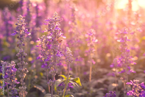 beautiful lavender flowers in the garden