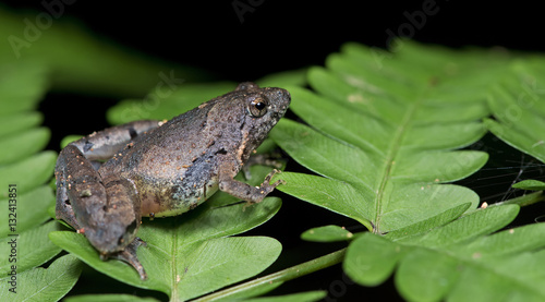 Beautiful Frog, Frog , Frog on green leaf , Frog of Thailand