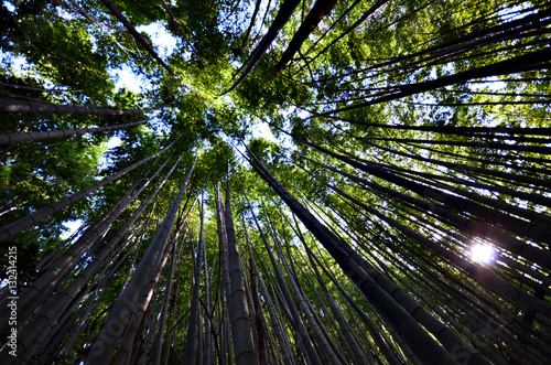 Green and natural bamboo forest