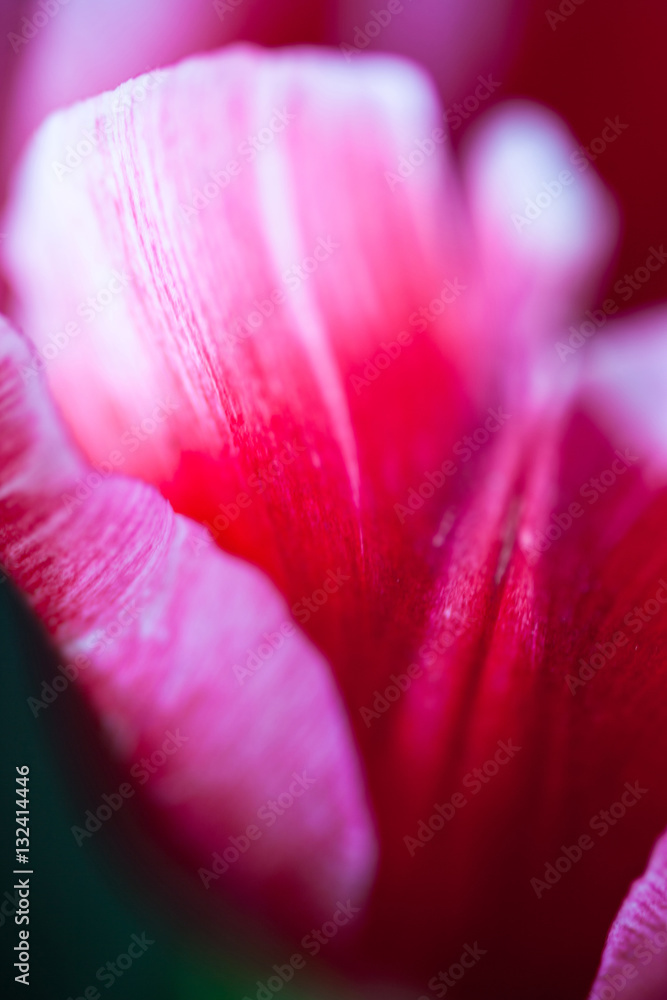 Closeup of the petals of the pink tulip flower