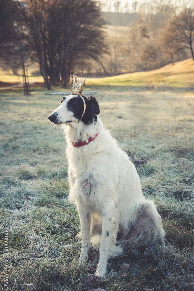 Russian greyhound sitting in crown Russian greyhound sitting in crown