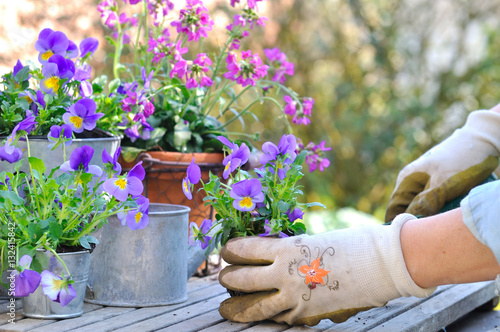 mains de femme tenant des fleurs à planter