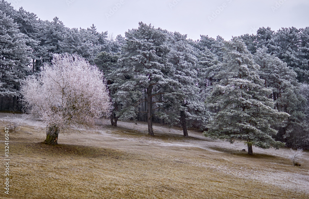 Reif auf Bäumen im Winter auf einer Lichtung am Wald zauberhaft und allein Reif auf Bäumen im Winter auf einer Lichtung am Wald zauberhaft und allein