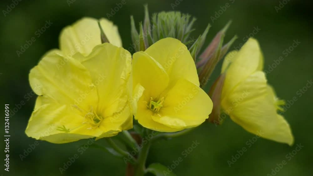 11005 evening primrose oenothera time lapse quick
11005 evening primrose oenothera time lapse quick