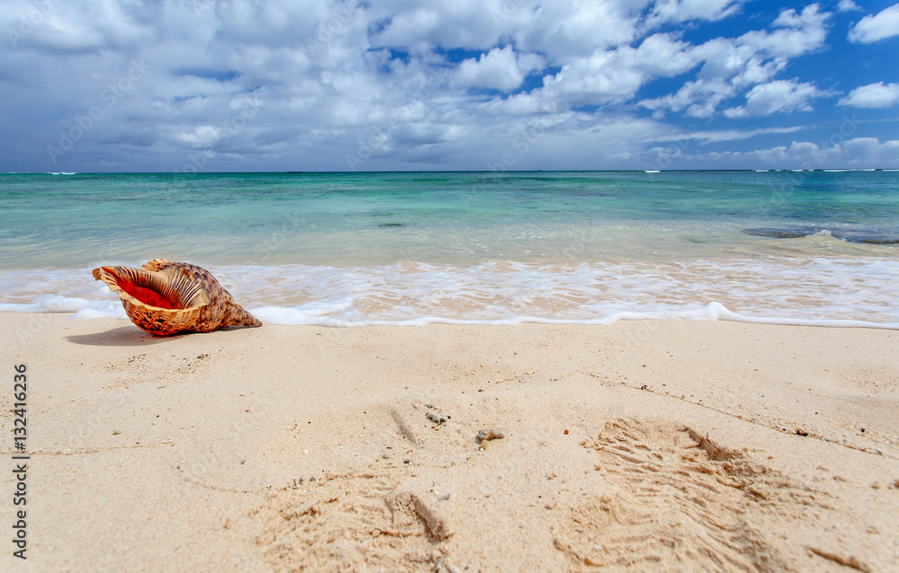 coquillage sur plage ouest de l'île Maurice coquillage sur plage ouest de l'île Maurice