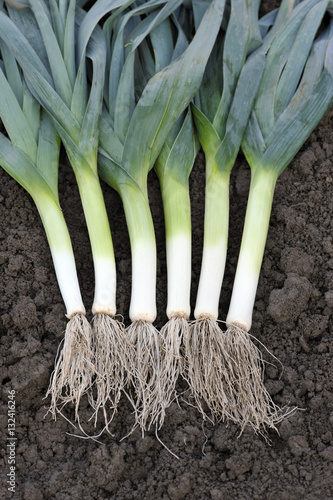 Obraz na płótnie Leeks w salonie