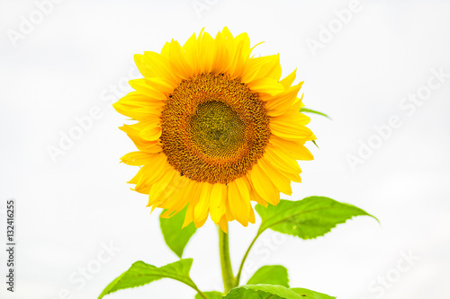 isolated sunflower in the sunlight