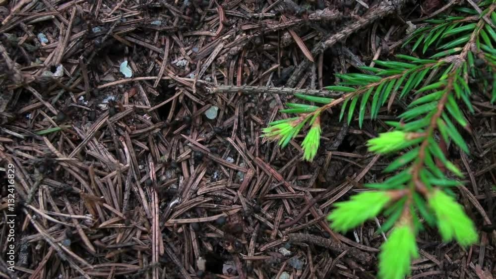 The life of Ants, as people's Lives The life of Ants, as people's Lives