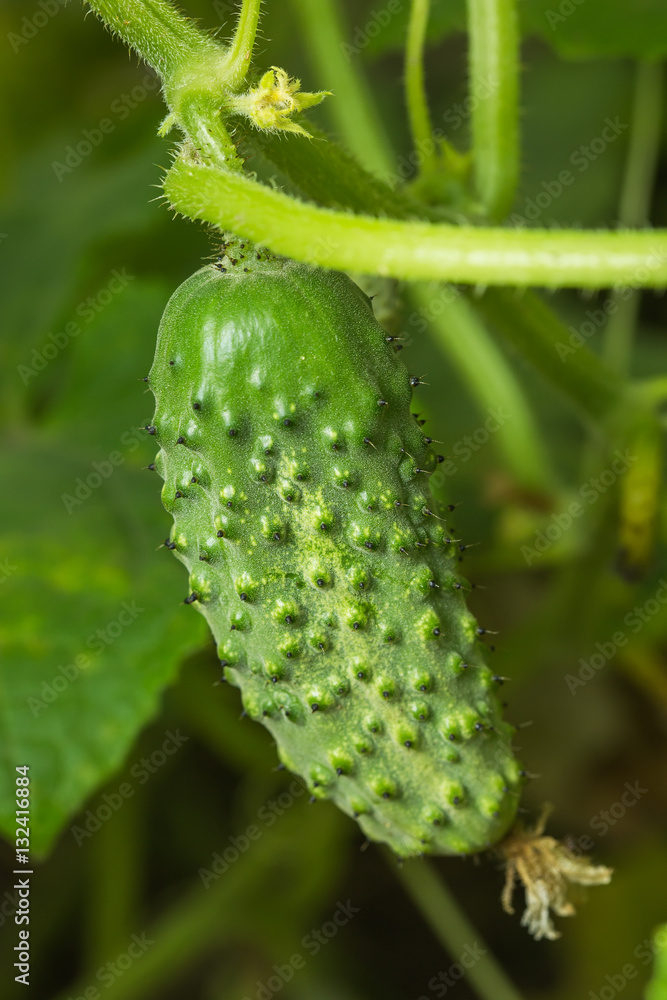 To grow cucumbers in the greenhouse To grow cucumbers in the greenhouse