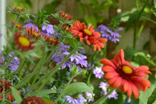 Kokardenblume und Fächerblume