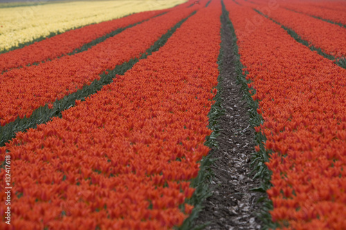 Tulips Holland. Tulipfield Netherlands. Spring. Flowers. photo