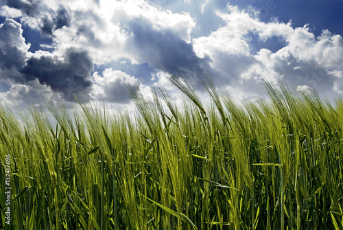 Getreidefeld im Sommer