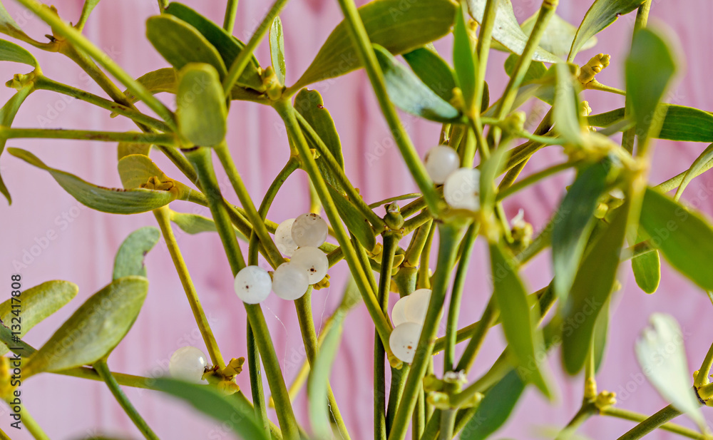 Fototapeta premium Viscum album, mistletoe branch, family Santalaceae, white berry