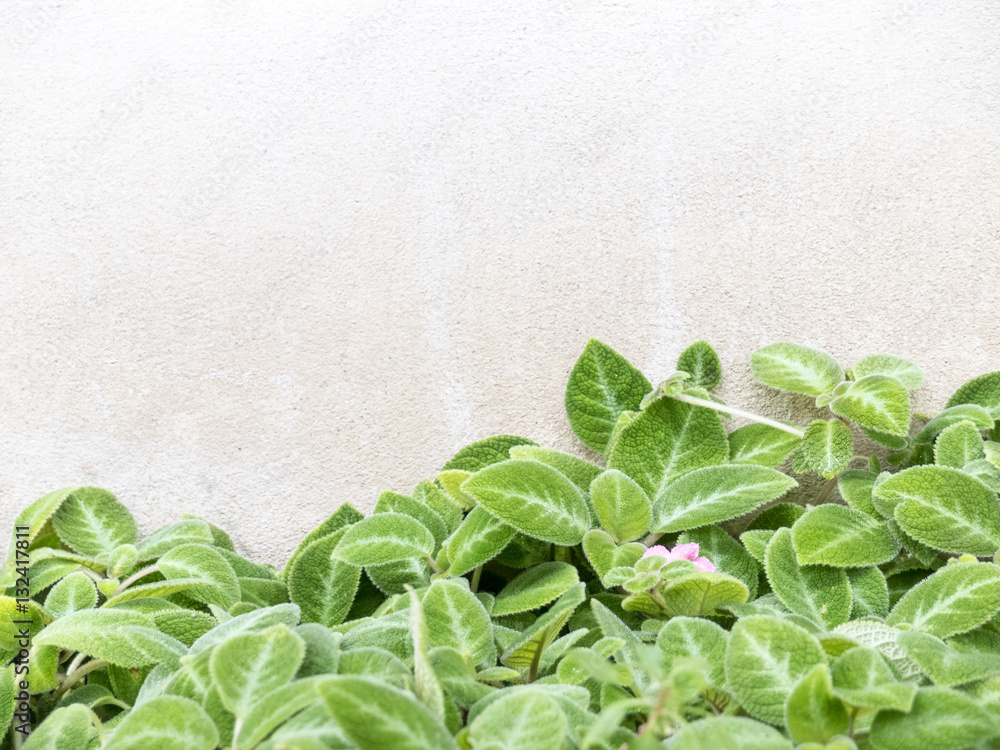 nature background of leaves with white wall nature background of leaves with white wall
