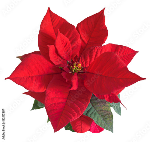 The poinsettia red flowers (Euphorbia pulcherrima), The Flower of Christmas photo