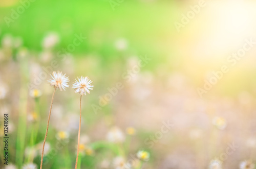 Closeup grass flower - selective focus