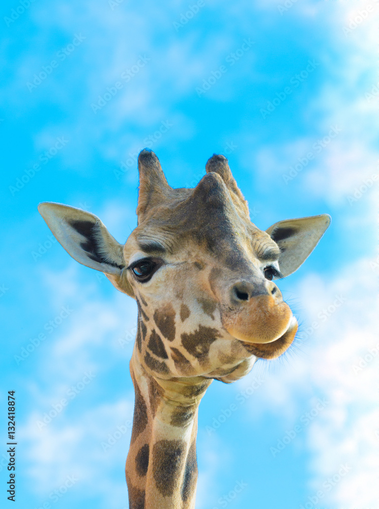 Funny Giraffe Portrait