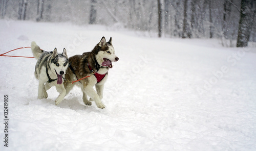 Husky race outdoors in winter.