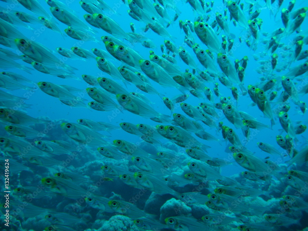 Fototapeta premium Glasfische