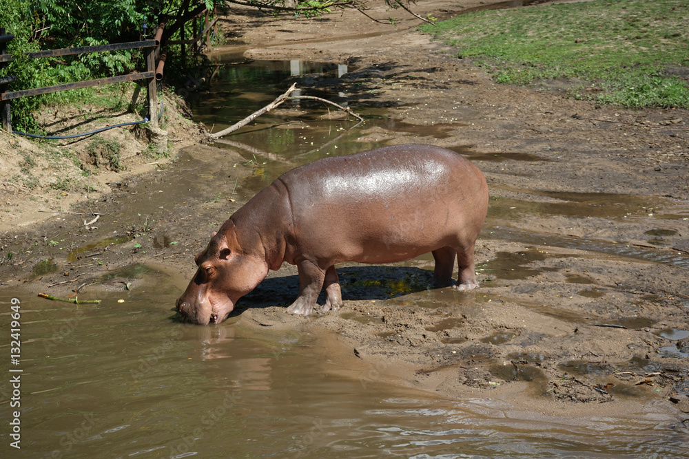 African Hippopotamus in the open zoo African Hippopotamus in the open zoo