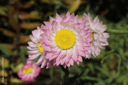 Fototapeta Naklejka Na Ścianę i Meble -  