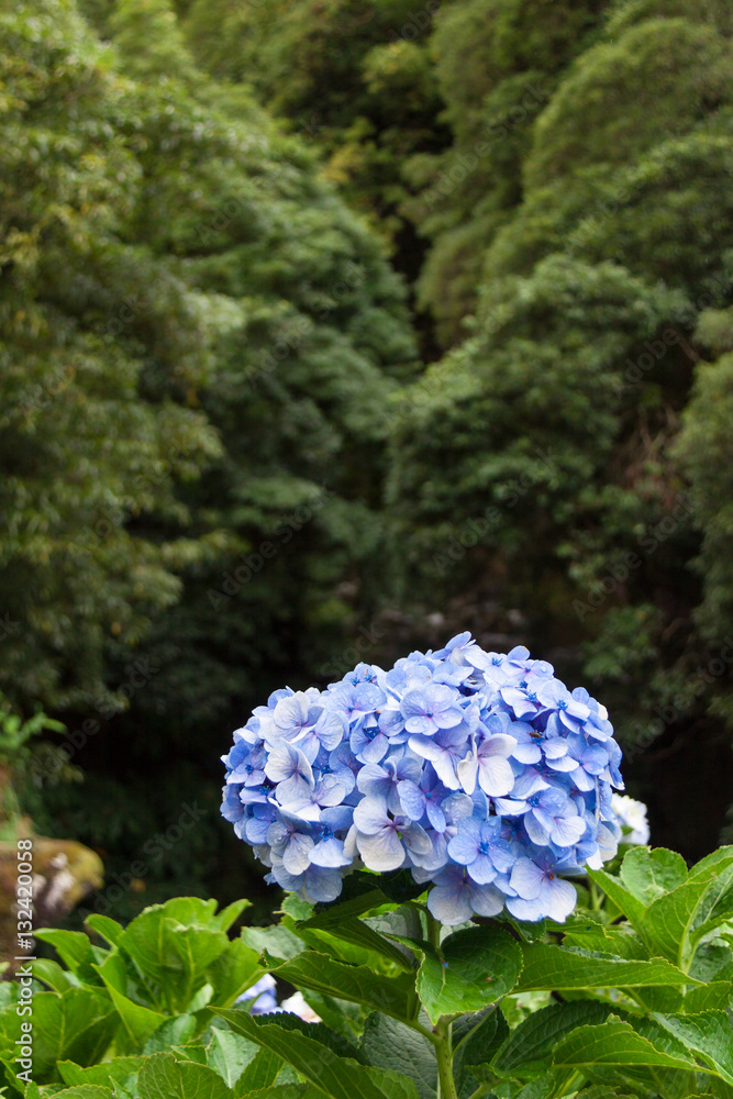 Blue Hydrangea Plants in front of Wood, Azores, Portugal Blue Hydrangea Plants in front of Wood, Azores, Portugal