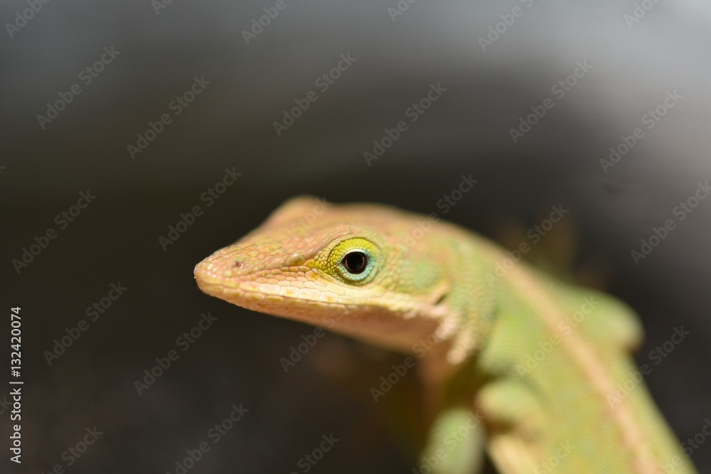 Fototapeta premium Lizard