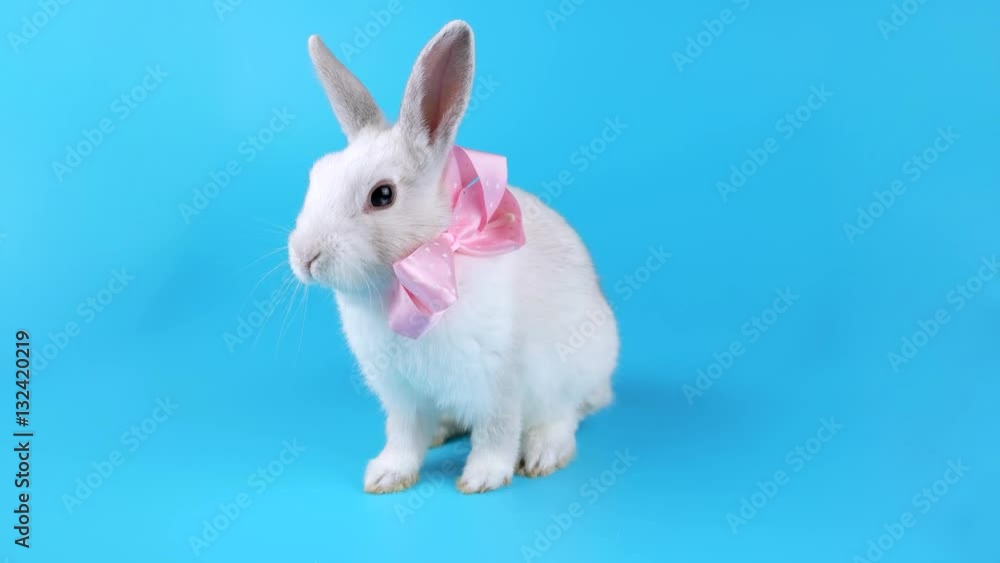 Beautiful rabbit with pink bow sits and looking around, blue screen ready for chroma key
Beautiful rabbit with pink bow sits and looking around, blue screen ready for chroma key