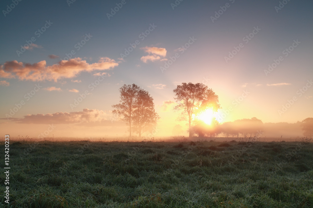 beautiful sunrise behind trees on grassland