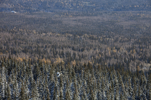 Forest texture. Top view.