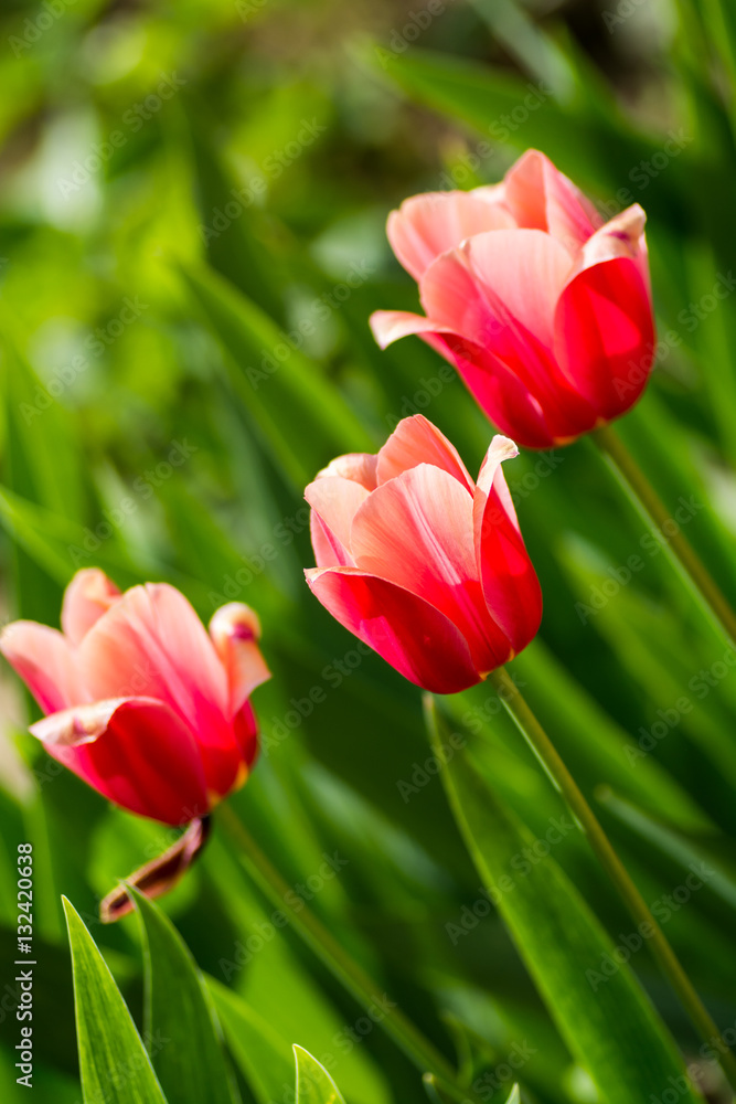 Beautiful delicate pink tulips on the flowerbed Beautiful delicate pink tulips on the flowerbed