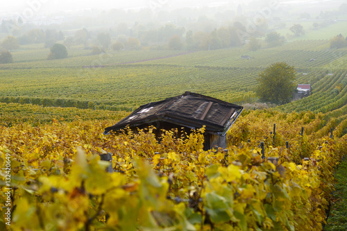 Hütte im Weinberg mit gelb herbstlich verfärbten Blättern und buntem Wald photo