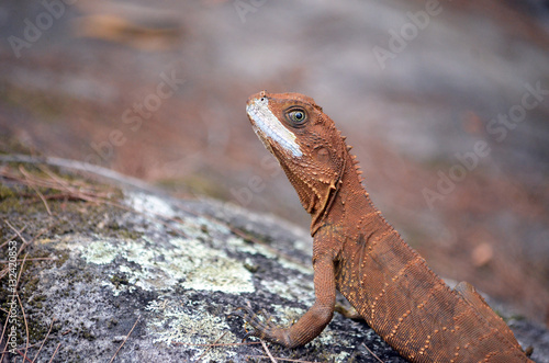 Australian Eastern Water Dragon (Itellagama lesueurii) on colourful lichen covered sandstone rock, Royal National Park, Sydney. Face molting exposing white scales. photo