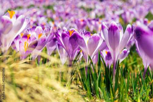 blooming violet crocuses in Tatra Mountains, spring flower © dziewul
