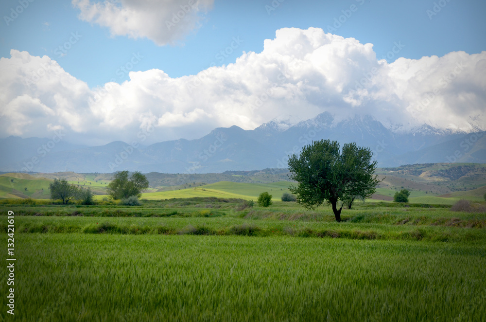 Green Fields with Tree and Mountains