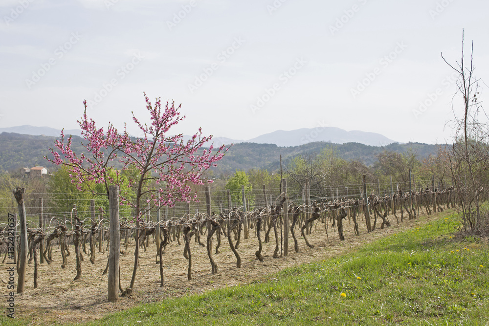 Frühling in Istrien