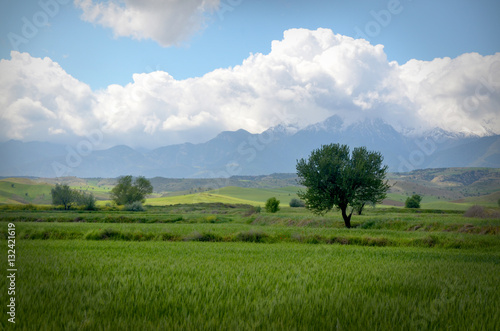 Green Fields with Tree and Mountains