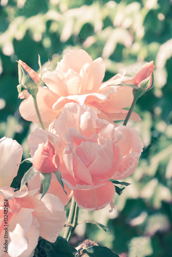 Fototapeta Naklejka Na Ścianę i Meble -  Background of wild pink roses in summertime soft pastel style