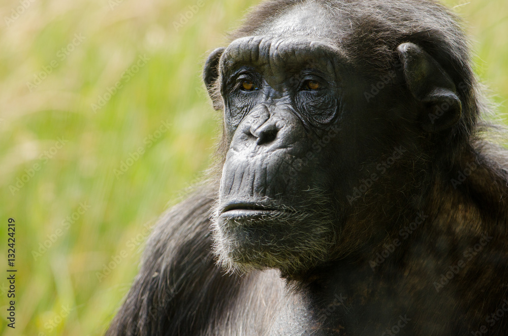 Naklejka premium Chimpanzee 4