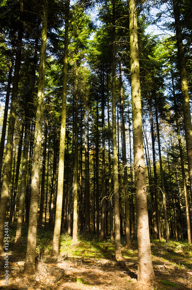 Tall pine tree forest at mount Bobija, west Serbia Tall pine tree forest at mount Bobija, west Serbia