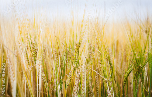 Yellow-green wheat field close up
