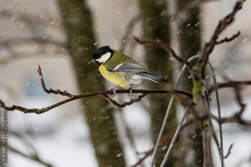 The bird a titmouse big sits on mountain ash branch against the background of the flying snowflakes
