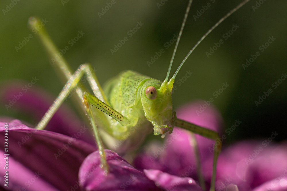 green grasshopper resting on a purple flower green grasshopper resting on a purple flower